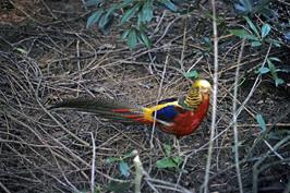 A golden pheasant at the Butterfly Farm