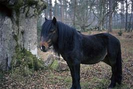 A New Forest pony in the heart of the forest