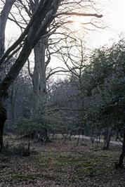 Some of the ancient tall trees of the New Forest