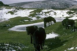 Dartmoor ponies avoiding the snow