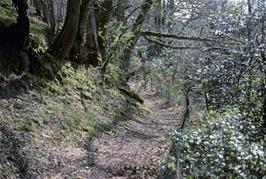The path through the woodland near Holcombe Burnell