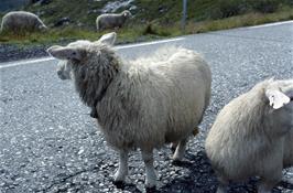 Norwegian sheep seem to think they own the road [New scan, 25/9/2019]
