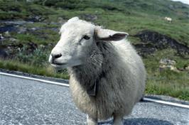 A friendly Norwegian sheep stops for a chat during the climb [New scan, 25/9/2019]