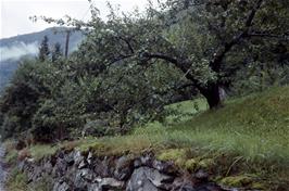 Fruit trees near Kvamsviki, 2.6 miles from the hostel [New scan, 22/9/2019]