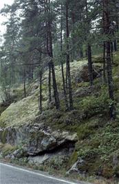 Woodland cover near the road on the approach to Hafslo [New scan, 22/9/2019]
