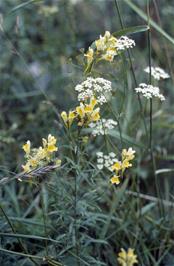 Common Toadflax and Caraway flowers by the River Otta, about a mile from Lom [New scan, 16/9/2019]