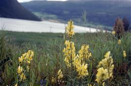Common Toadflax flowers by the River Otta, about a mile from Lom [New scan, 16/9/2019]