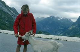 Shane and the goat [Remastered scan, 10/9/2019]