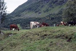 Norwegian cows graze peacefully near Ørjasæter [New scan, 10/9/2019]