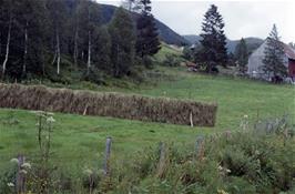 Traditional haymaking at Kjellstadia, a farm at the top of the mountain pass between Hellesylt and Grodås [New scan, September 2019]