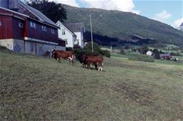 A small farm at Moldestadvegan, on the approach to Byrkjelo [New scan, August 2019]