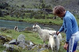Shane finds more friendly goats by the upper reaches of the Stardaselva river in the Votedalen valley [Remastered scan, August 2019]
