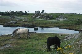 Ponies grazing by the river Alt Cam Carach, Bunacaimb [New scan, July 2019]