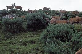 A herd of red deer, near the road somewhere between Ullapool and Drumrunie [New scan, July 2019]