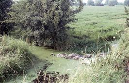 A swan and signets by the roadside on Fosse Lane [New scan, June 2019]