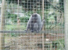 One of the Woolly Monkeys at the Monkey Sanctuary