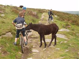 A Dartmoor pony shows unusual interest in Dennis' bike on Dr Blackall's Drive