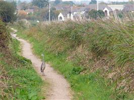 A heron provides a rare photo opportunity on the path by the Exeter Ship Canal