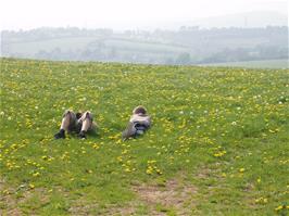 Relaxing in a tranquil meadow not far from Rattery