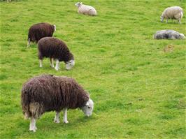 Herdwick Sheep, traditional for the Lake District, seen near Low Buck Howe, between the hostel and Seatoller