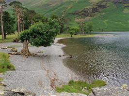 The famous Buttermere Pines, at the Honister Pass end of Buttermere Lake