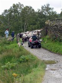 The farmer and his sheep get in our way on the final section of bridleway to High Tilberthwaite