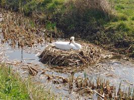 A nesting swan on the Somerset Levels