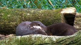 The otters have a rest at the Cornish Seal Sanctuary, Gweek