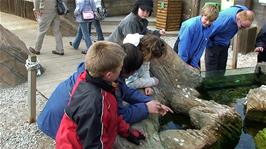 Checking out fish in a pool at the Cornish Seal Sanctuary