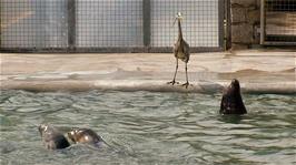 A heron drops in to get some of the fish meant for the seals