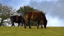 Horses grazing on the fields around the Cornish Seal Sanctuary, Gweek