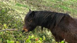 A friendly horse by the cycle path near Heligan