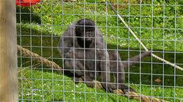 One of the adult Woolly Monkeys at the Monkey Sanctuary