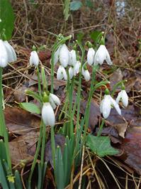 Snowdrops in the hedgerow near Abham