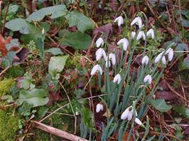 Snowdrops in the hedgerow near Abham - new photo for 2024