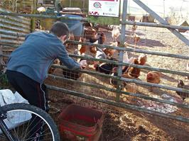 Dennis feeds the chickens near North Huish - new photo for 2024