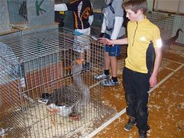 Dennis befriends a goose at the Rattery Poultry Show - new photo for 2024