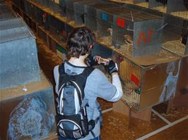 Freddie captures his favourite rooster