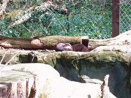 The otters have a rest at the Cornish Seal Sanctuary, Gweek - new photo for 2024