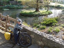 Ash at the village pond opposite Veryan Parish Hall