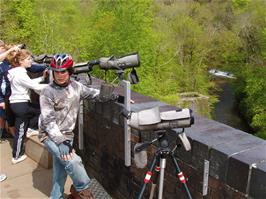 The Peregrine Falcon protection group on the first viaduct