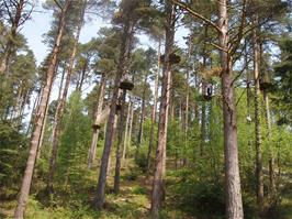 Part of the Go Ape forest adventure course