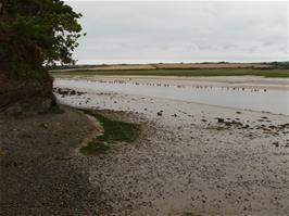 The Camel Estuary after Wadebridge, 7.4 miles into the ride