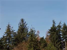 An unusual sight - a pair of cormorants in a tree near the reservoirs.  New photo for 2024