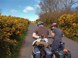 Gorse welcomes us to the top of North Hill