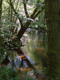 Mid-morning on the River Teign