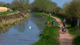 Returning along the Bridgewater and Taunton Canal, at Creech St Michael