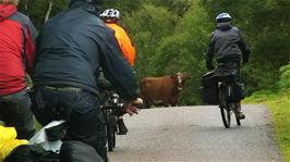 "Local Wildlife Obstructs Cycling Club" on the Mad Little Road to Wester Ross after our extremely wet lunch