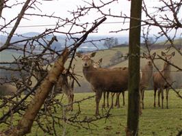 Deer near Pennywell