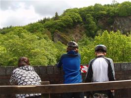 Watching falcons on the Plym Valley cycleway